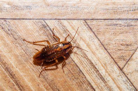 Roaches In Dishwasher Door