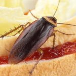 What Do Cockroaches Eat?