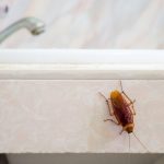 Where Do Roaches Hide?