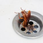 Why Are Cockroaches In My Bathroom