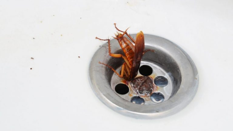 Why Are Cockroaches In My Bathroom 768x432 
