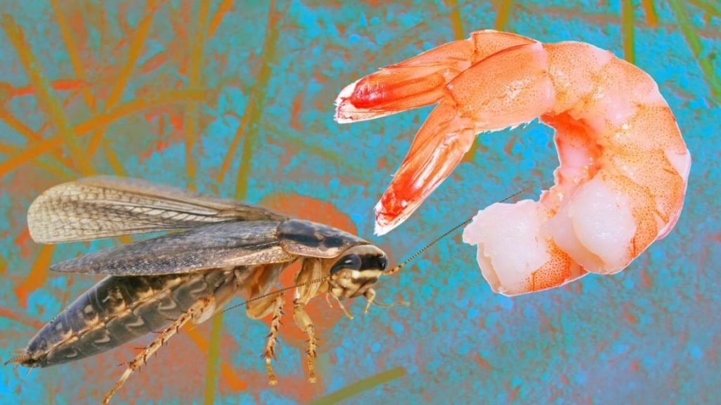 Do Cockroaches Taste Like Shrimp