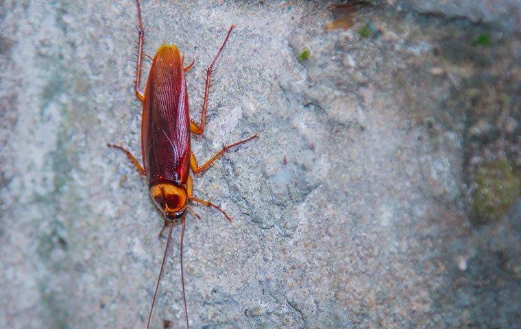 Can cockroaches Climb Walls?