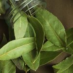 Do Bay Leaves Repel Roaches