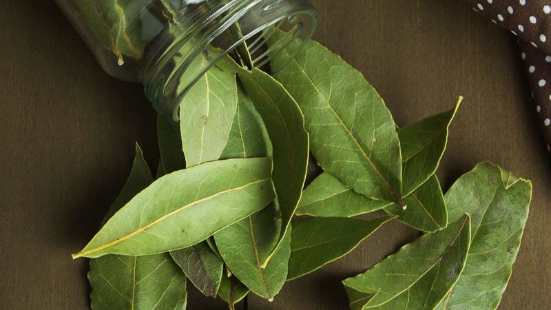 Do Bay Leaves Repel Roaches