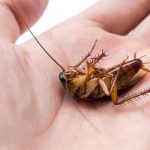 Do Cockroaches Bite?