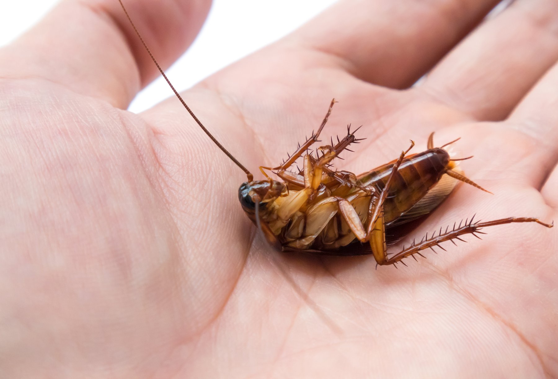 Do Cockroaches Bite?