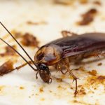 Do Cockroaches Carry Diseases
