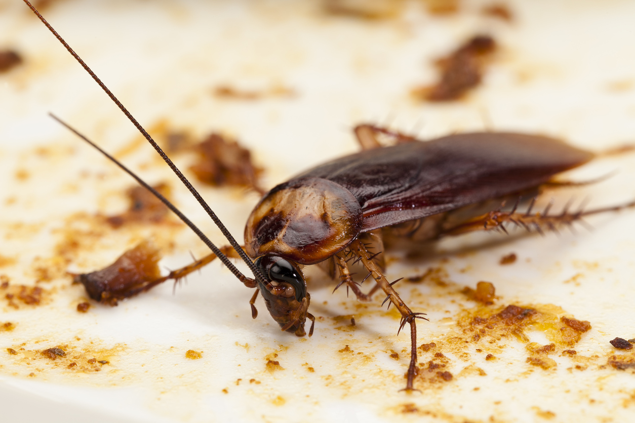do-cockroaches-carry-diseases-all-about-roaches