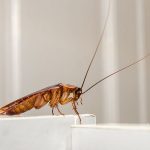 Do Cockroaches Sleep?