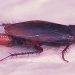 How Do Cockroaches Reproduce?