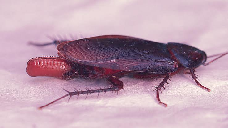 How Do Cockroaches Reproduce?
