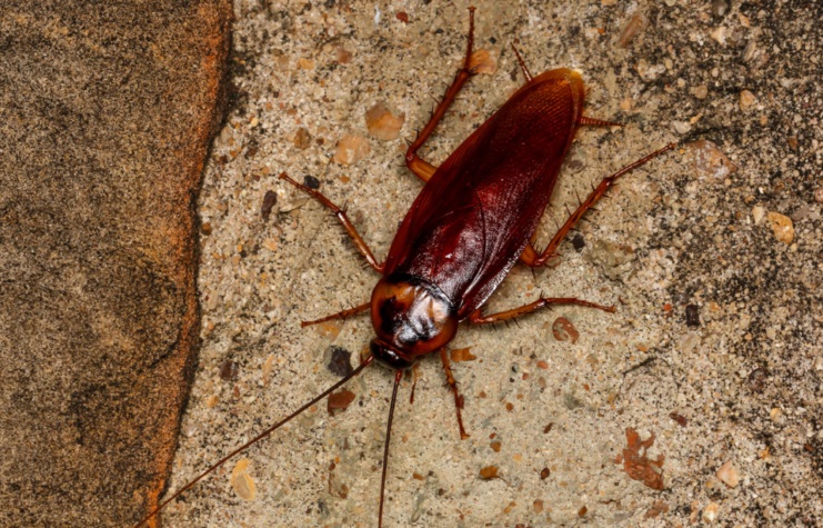 How Many Legs Do Cockroaches Have