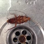 How To Get Rid Of Cockroaches In Drains Naturally