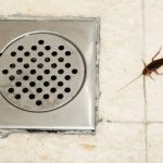 How To Get Rid of Sewer Roaches Naturally