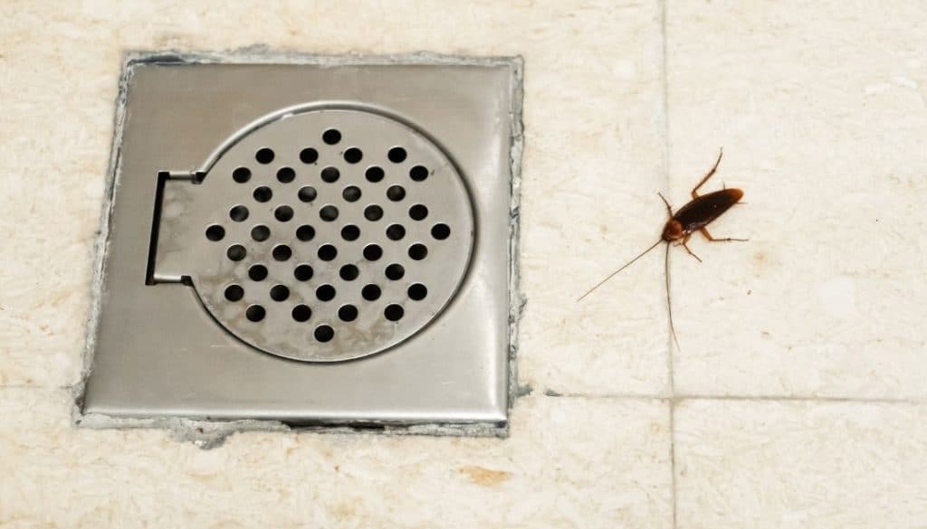 How To Get Rid of Sewer Roaches Naturally