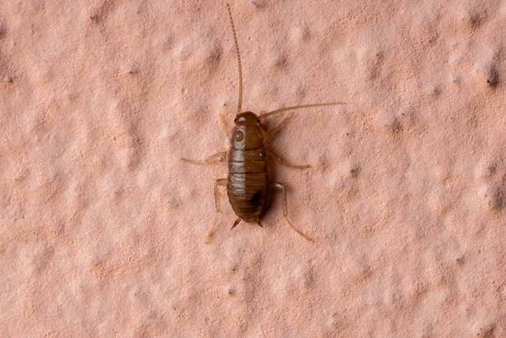 What Does A Baby Cockroach Look Like