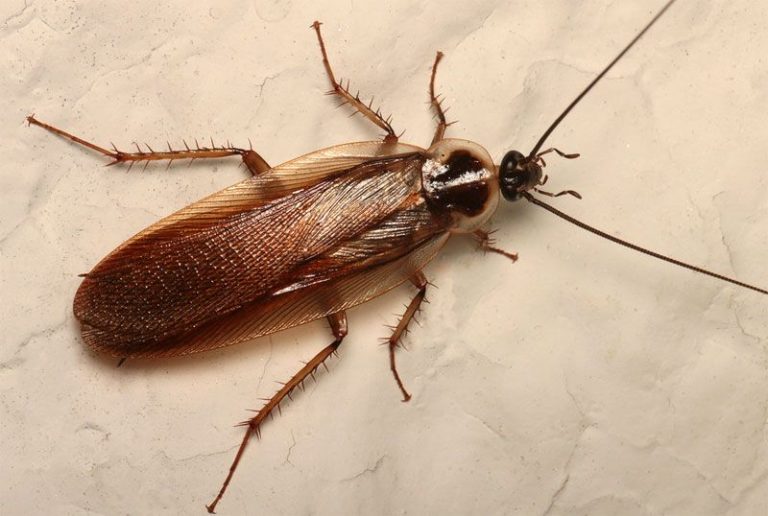 How To Get Rid Of Wood Roaches In House