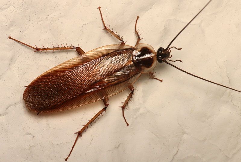 Cockroaches Vs. Wood Roaches
