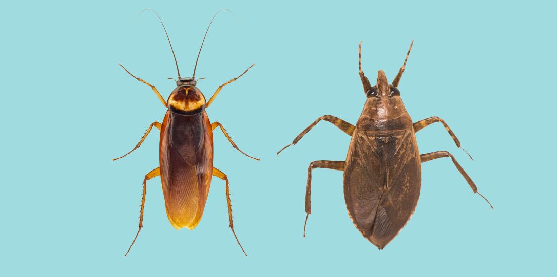 Difference Between Water Bugs and Cockroaches