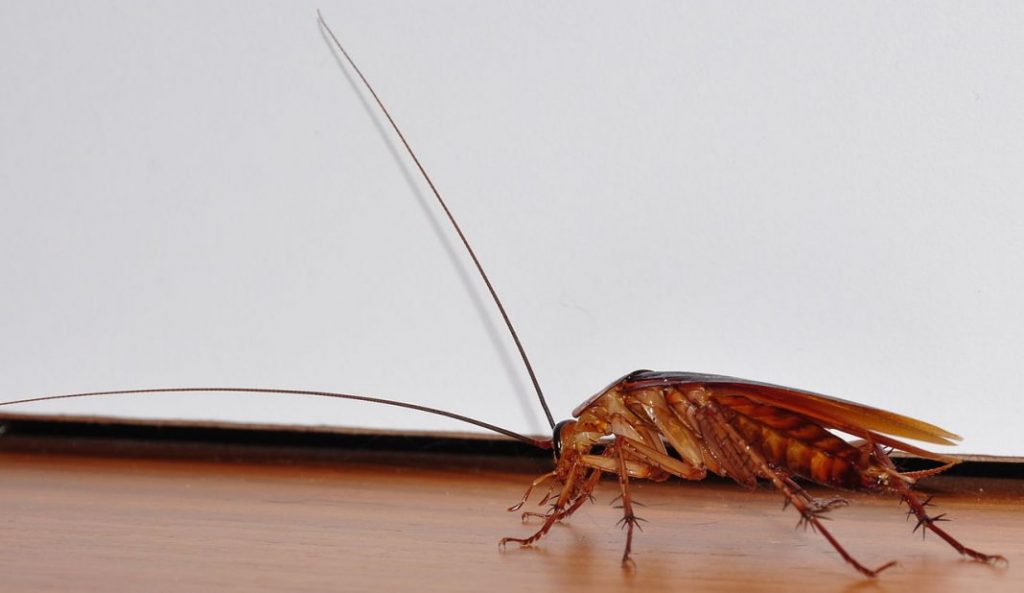 can you get rid of german roaches without an exterminator