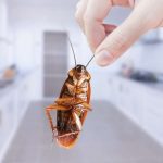 How to Get Rid of Cockroaches In Kitchen Cabinets