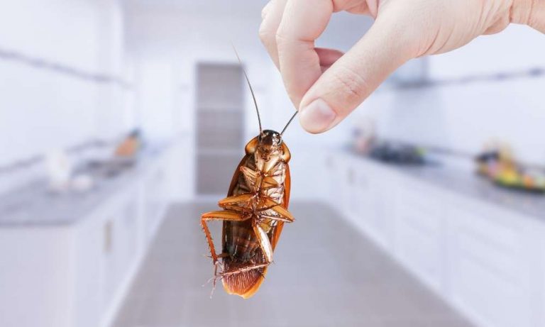 How to Get Rid of Cockroaches In Kitchen Cabinets