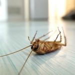 How to Get Rid of Cockroaches in Apartments