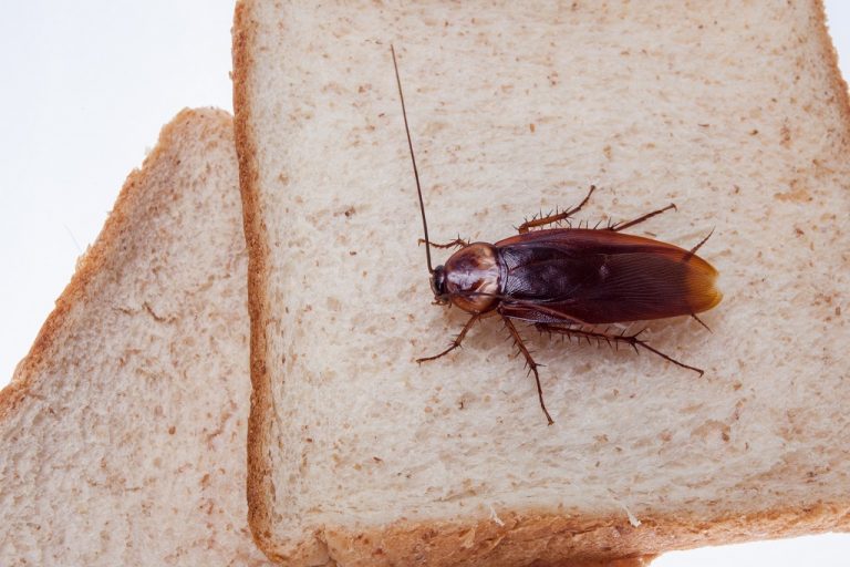 How to Get Rid of Palmetto Bugs Naturally All About Roaches