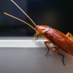 How to Keep Roaches Away From Your Home