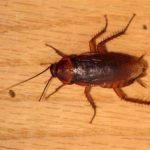 how to get rid of tree roaches