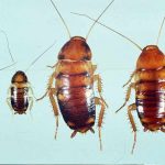 How to Get Rid of Baby Roaches Naturally