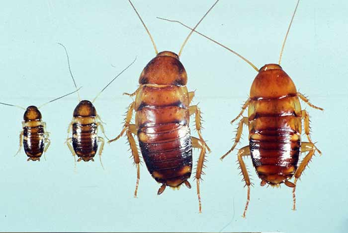 How to Get Rid of Baby Roaches Naturally