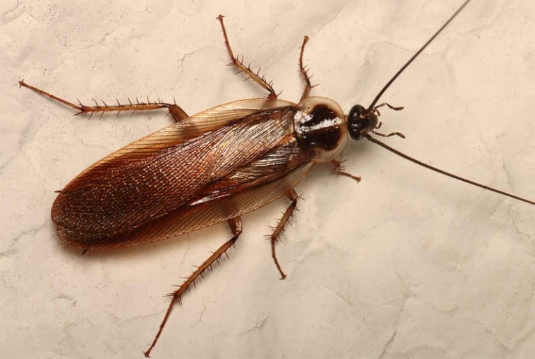 how-to-get-rid-of-wood-roaches-naturally-all-about-roaches