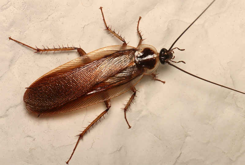 How to Get Rid of Wood Roaches Naturally