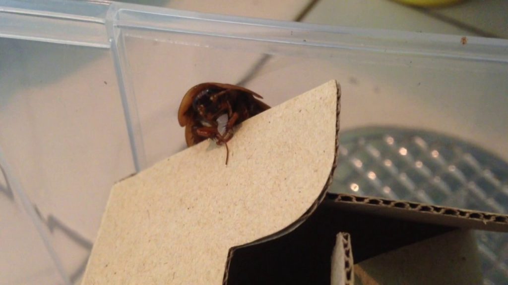 What Do Dubia Cockroaches Eat? All About Roaches