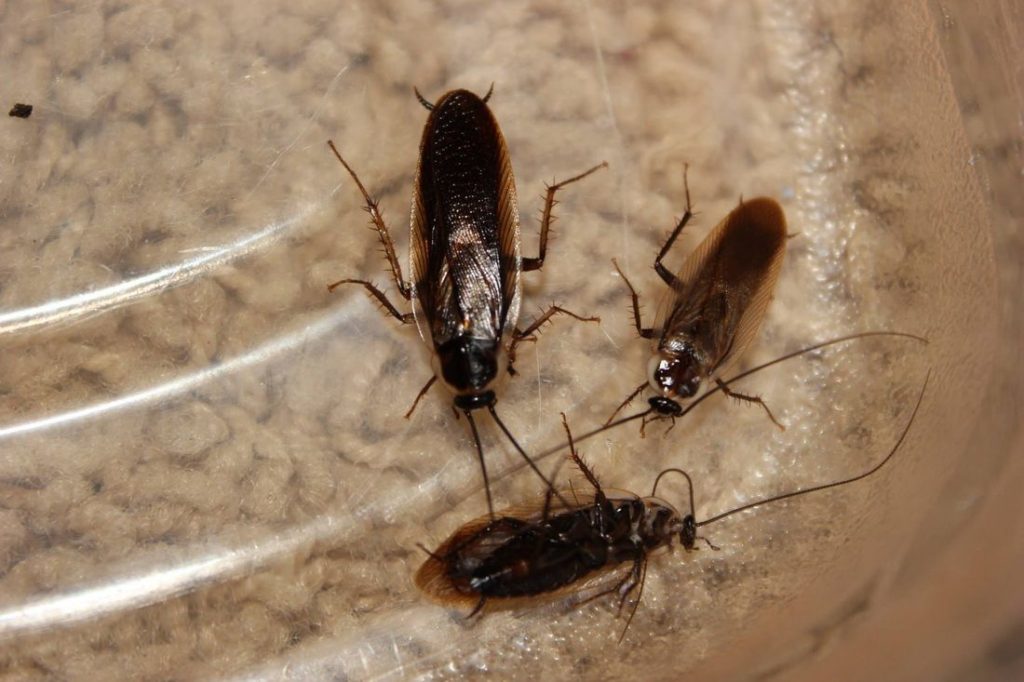 How to Get Rid of Black Roaches Naturally? All About Roaches