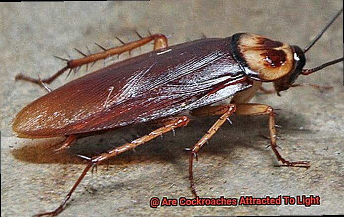 Are Cockroaches Attracted To Light-3