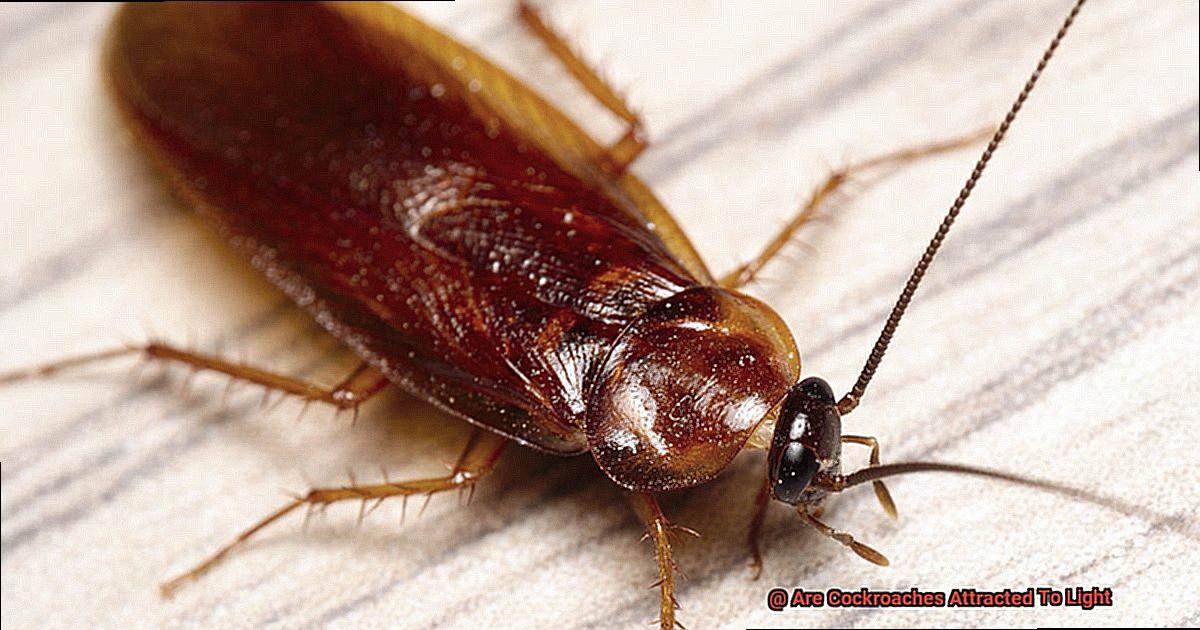 Are Cockroaches Attracted To Light-4