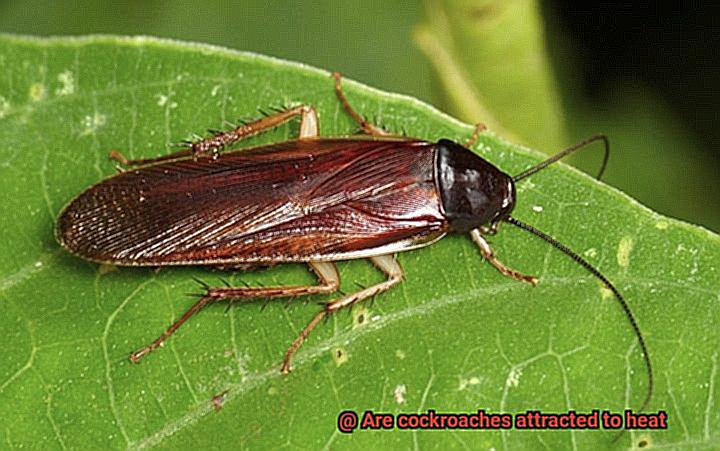 Are cockroaches attracted to heat-3