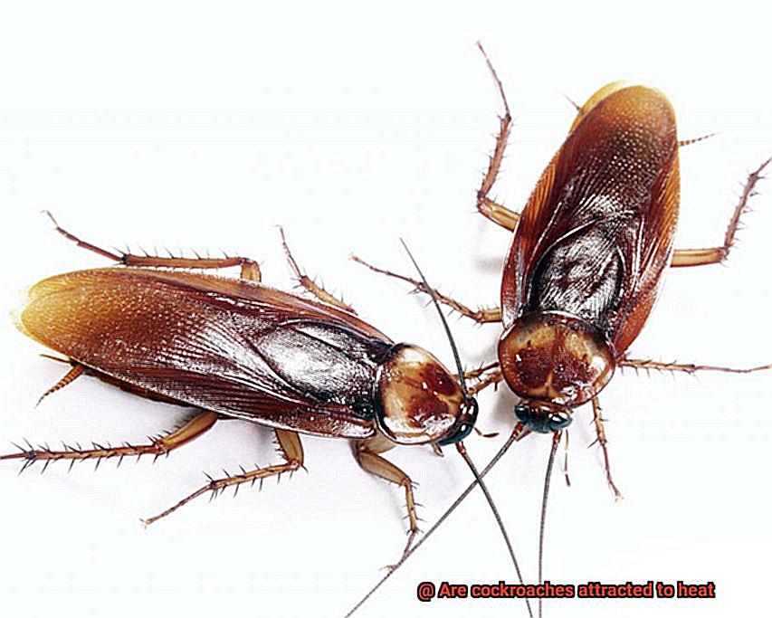 Are cockroaches attracted to heat-6
