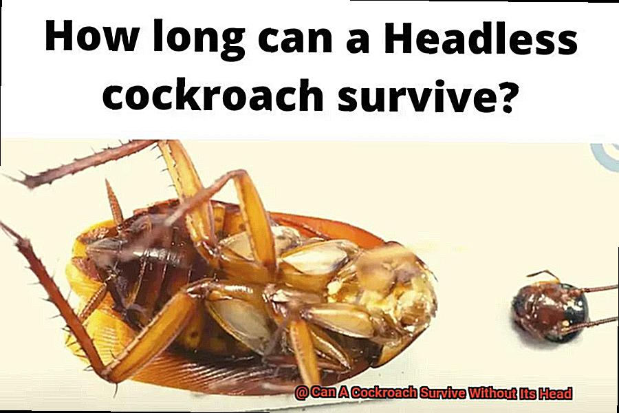 Can A Cockroach Survive Without Its Head-9