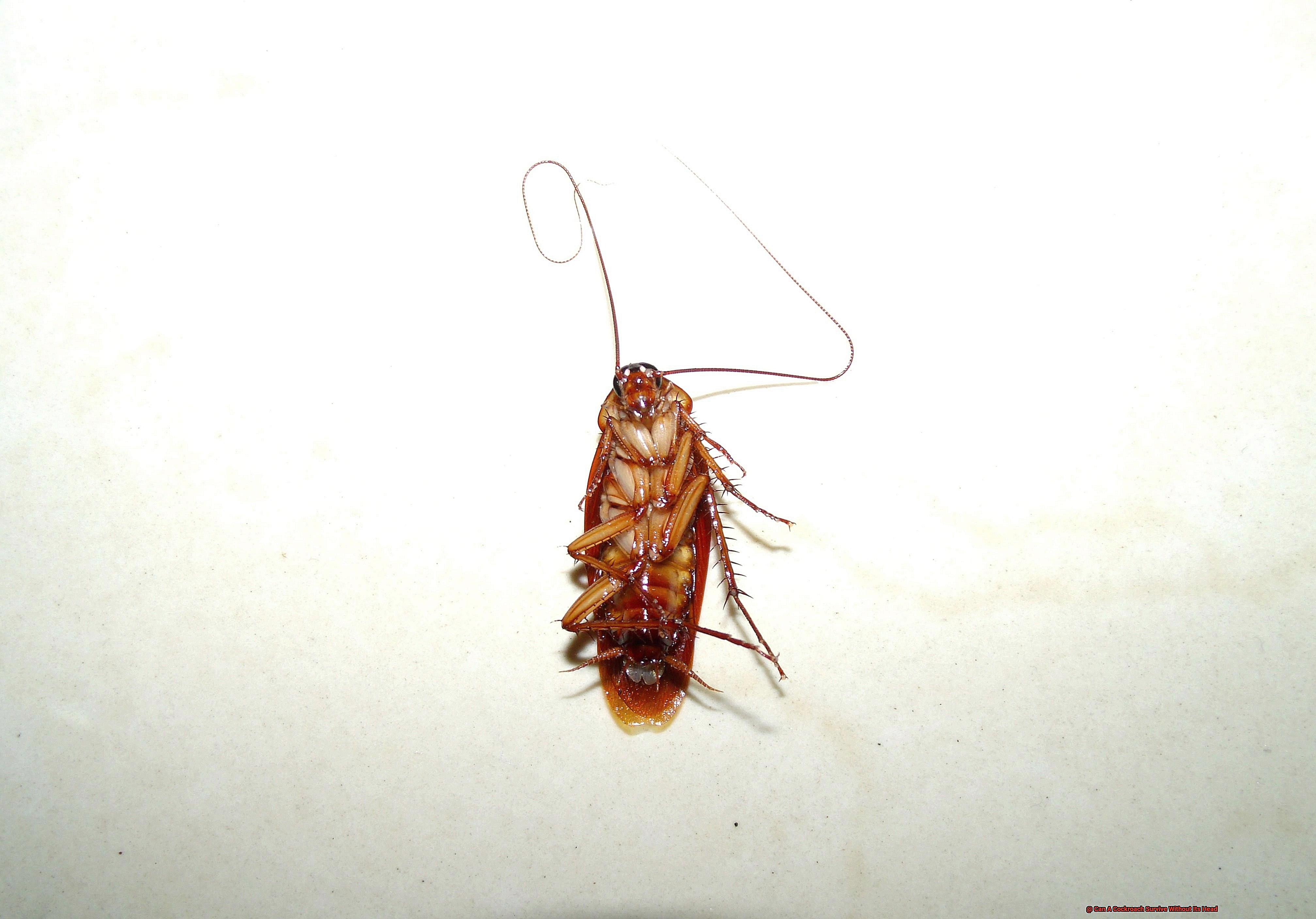 Can A Cockroach Survive Without Its Head-8