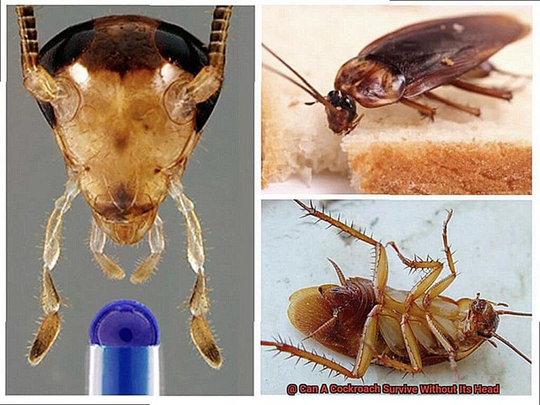 Can A Cockroach Survive Without Its Head? All About Roaches