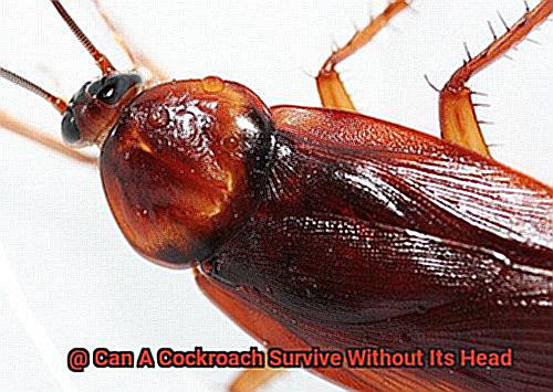 Can A Cockroach Survive Without Its Head-2