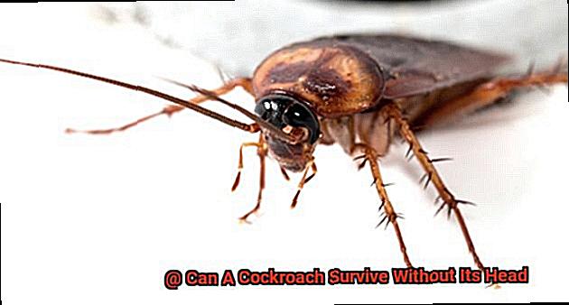 Can A Cockroach Survive Without Its Head-6