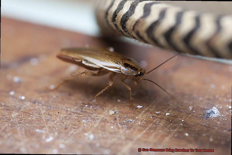 Can Someone Bring Roaches To Your House? All About Roaches