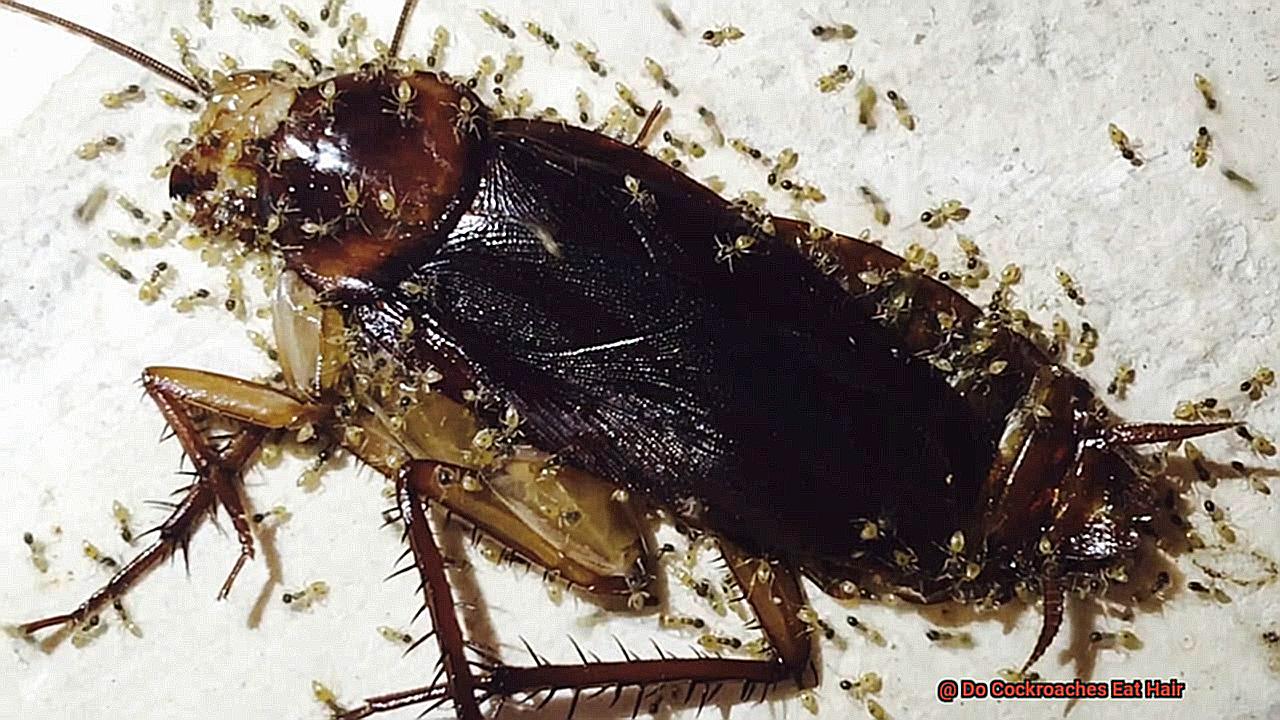 Do Cockroaches Eat Hair-2