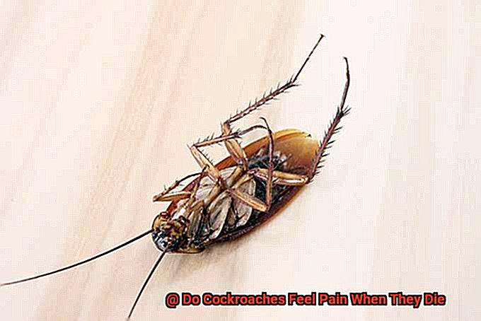 Do Cockroaches Feel Pain When They Die-2