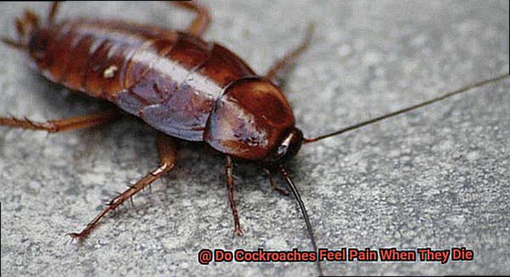 Do Cockroaches Feel Pain When They Die-6